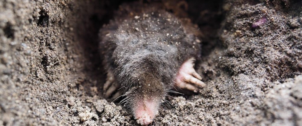 mole in mole tunnel